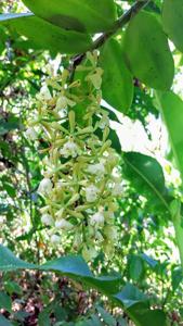 Epidendrum coronatum