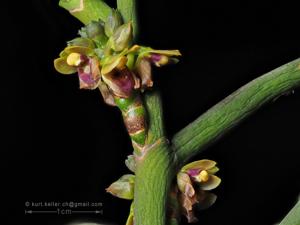 Luisia zollingeri