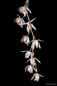 Coelogyne swaniana
