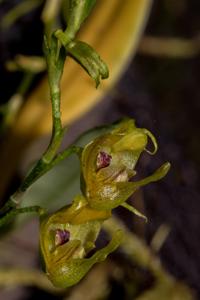 Scaphosepalum verrucosum