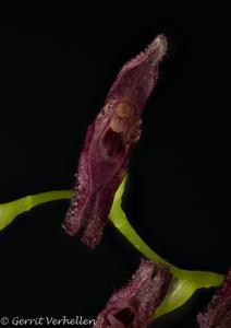Stelis cobanensis
