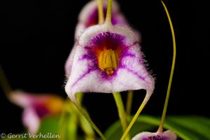 Masdevallia paivaeana