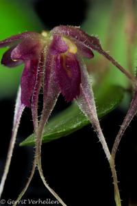 Gravendeelia chamaelepanthes