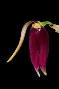 Masdevallia melanoxantha