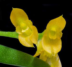 Acianthera sonderiana