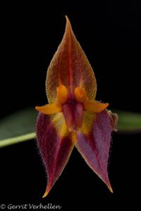 Lepanthes antilocapra