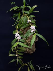 Trichoglottis rosea