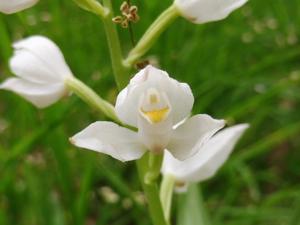 Cephalanthera longifolia