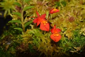 Fernandezia subbiflora