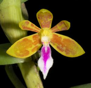 Trichoglottis seidenfadenii
