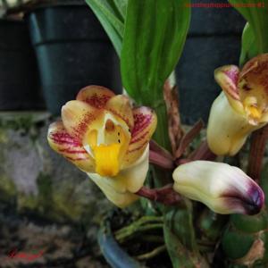 Acanthophippium bicolor