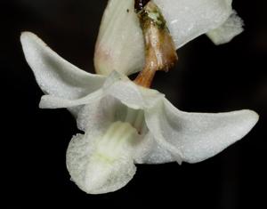 Dendrobium hendersonii