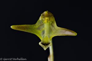 Porroglossum tokachii