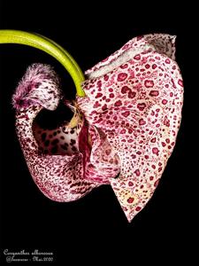 Coryanthes alborosea