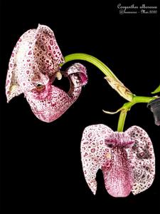 Coryanthes alborosea