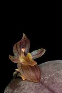 Pleurothallopsis striata