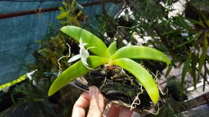 Angraecum leonis