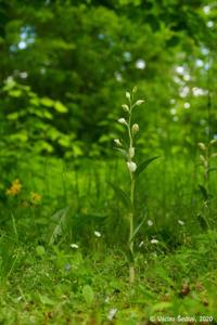 Cephalanthera damasonium