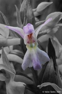 Dactylorhiza majalis subsp. majalis