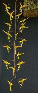 Gongora leucochila