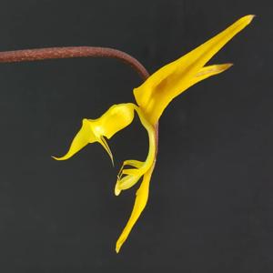 Gongora leucochila
