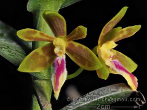 Trichoglottis seidenfadenii