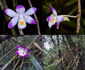 Dendrobium gayoense