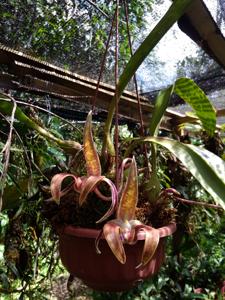 Bulbophyllum lobbii subsp. lobbii