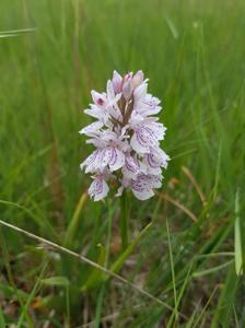 Dactylorhiza maculata subsp. maculata