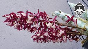 Mormodes paraensis