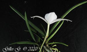Angraecum rutenbergianum