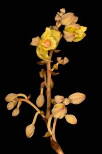 Cyrtosia falconeri