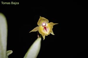 Andinia dalstroemii
