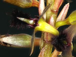 Bulbophyllum saltatorium var. albociliatum