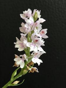 Dactylorhiza fuchsii