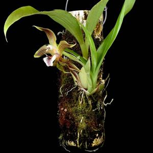 Galeottia fimbriata