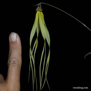 Bulbophyllum thiurum