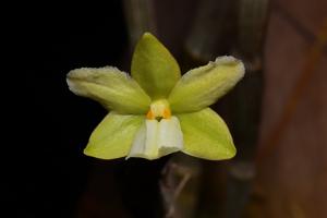 Dendrobium derryi