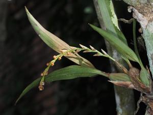 Coelogyne carnea