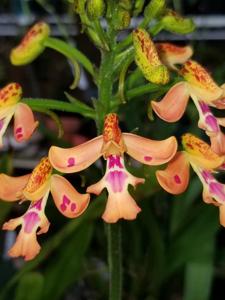 Cynorkis gibbosa