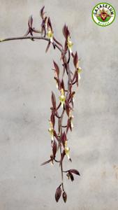 Catasetum transversicallosum