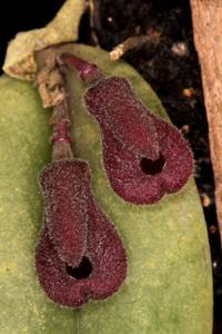 Dresslerella pertusa