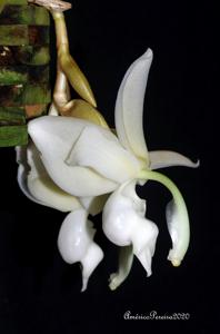 Stanhopea reichenbachiana