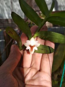 Dendrobium moquetteanum