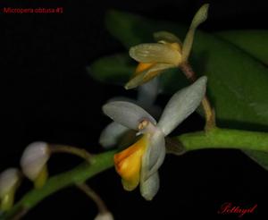Micropera obtusa