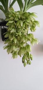Clowesia russelliana