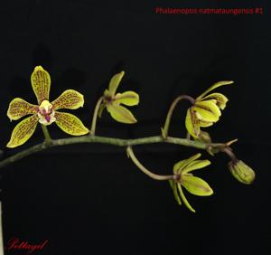 Phalaenopsis natmataungensis