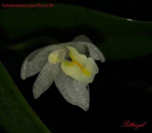 Cylindrolobus pauciflorus