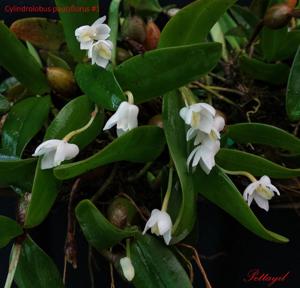 Cylindrolobus pauciflorus