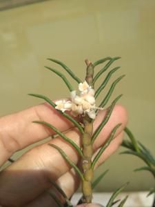 Dendrobium pinifolium